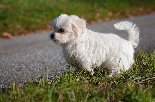 Puppy Potty Training