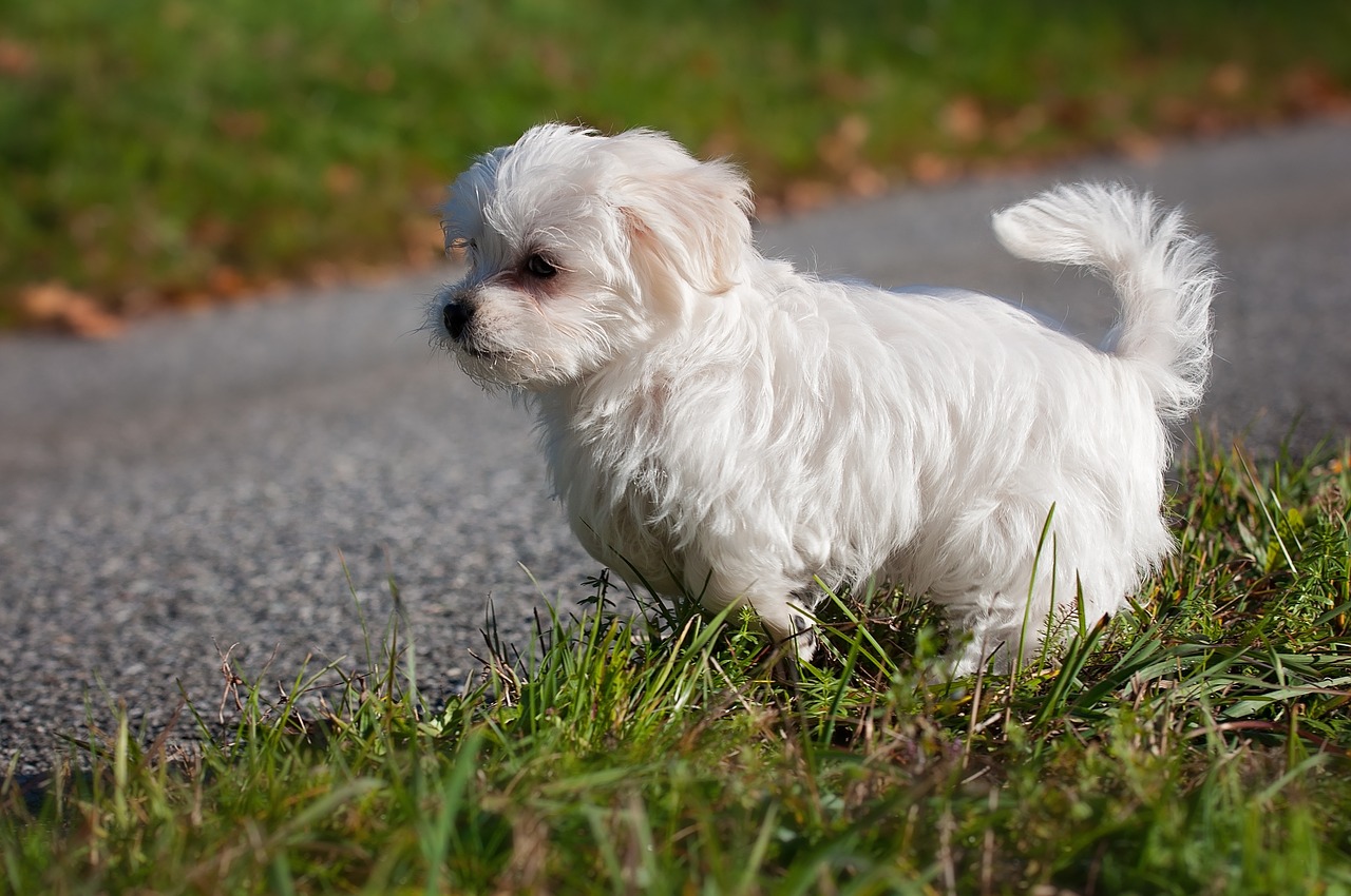 how do you train a puppy to be an outside dog